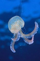 Jelly Fish,Menorca.F50,60mm Lens,Twin SB 105 Flash guns by Derek Haslam 